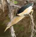 Малая выпь фото (Ixobrychus minutus) - изображение №243 onbird.ru.<br>Источник: www.britishbirds.co.uk